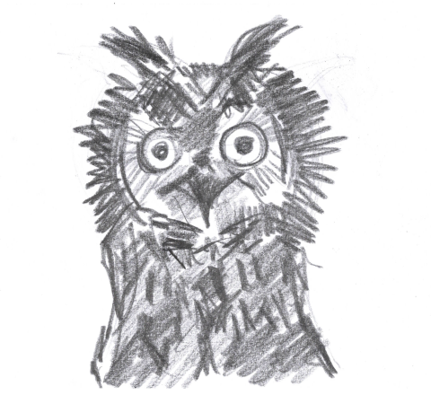 Pencil drawing of an Owl