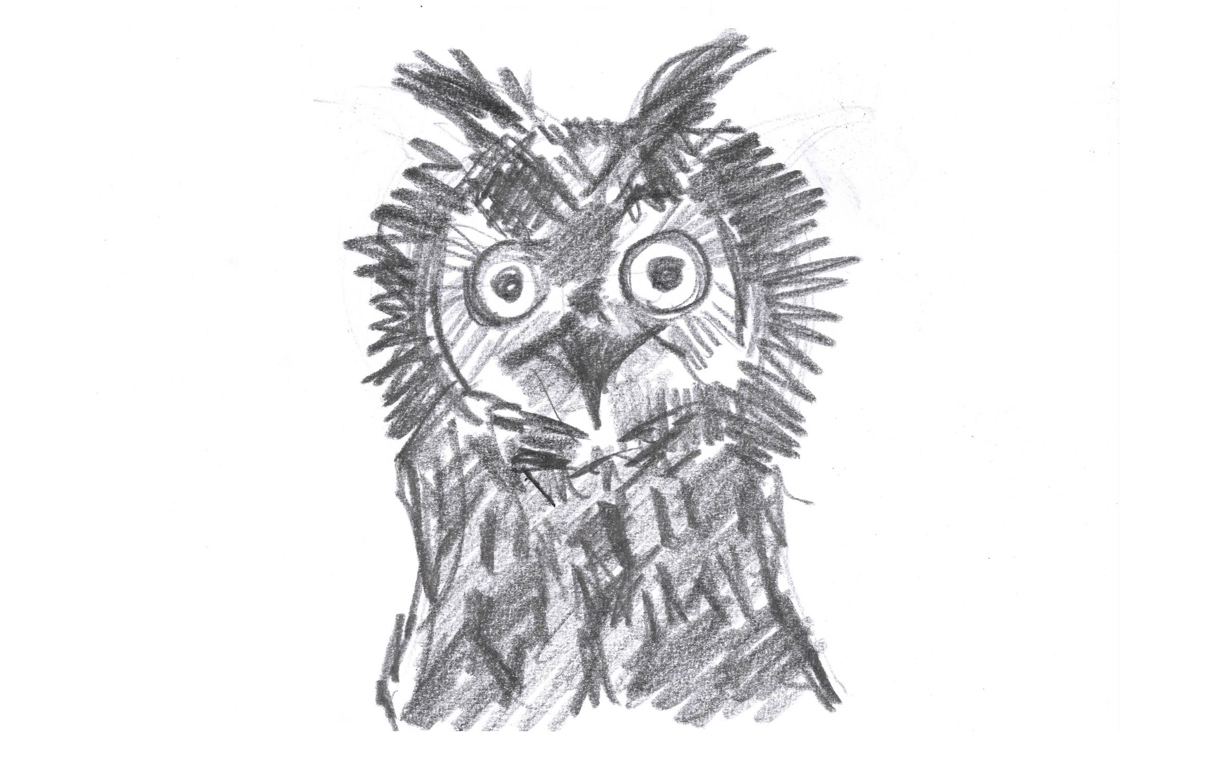 Pencil drawing of an Owl