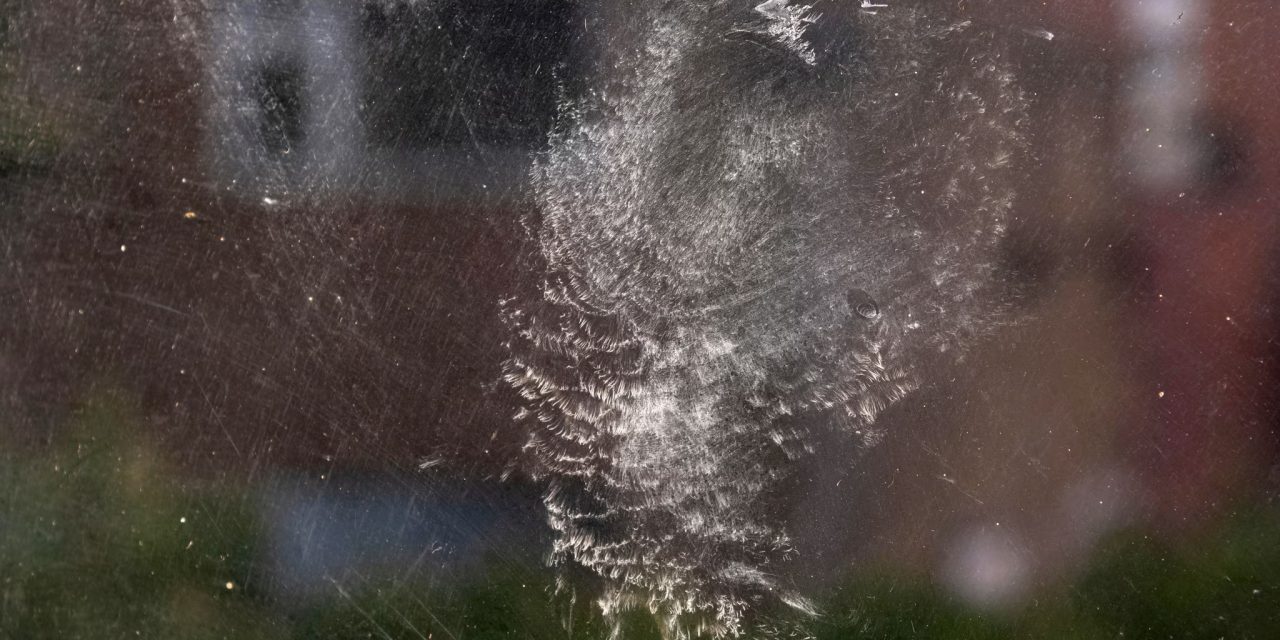 Bird Mark