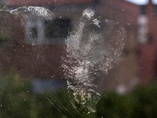 Bird synchronicity