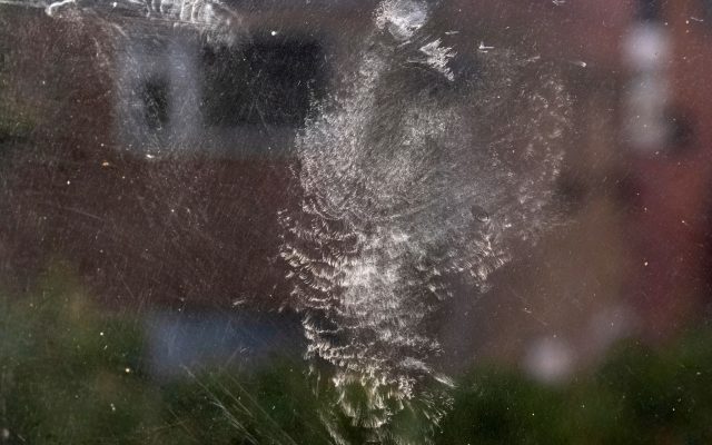 Bird Mark