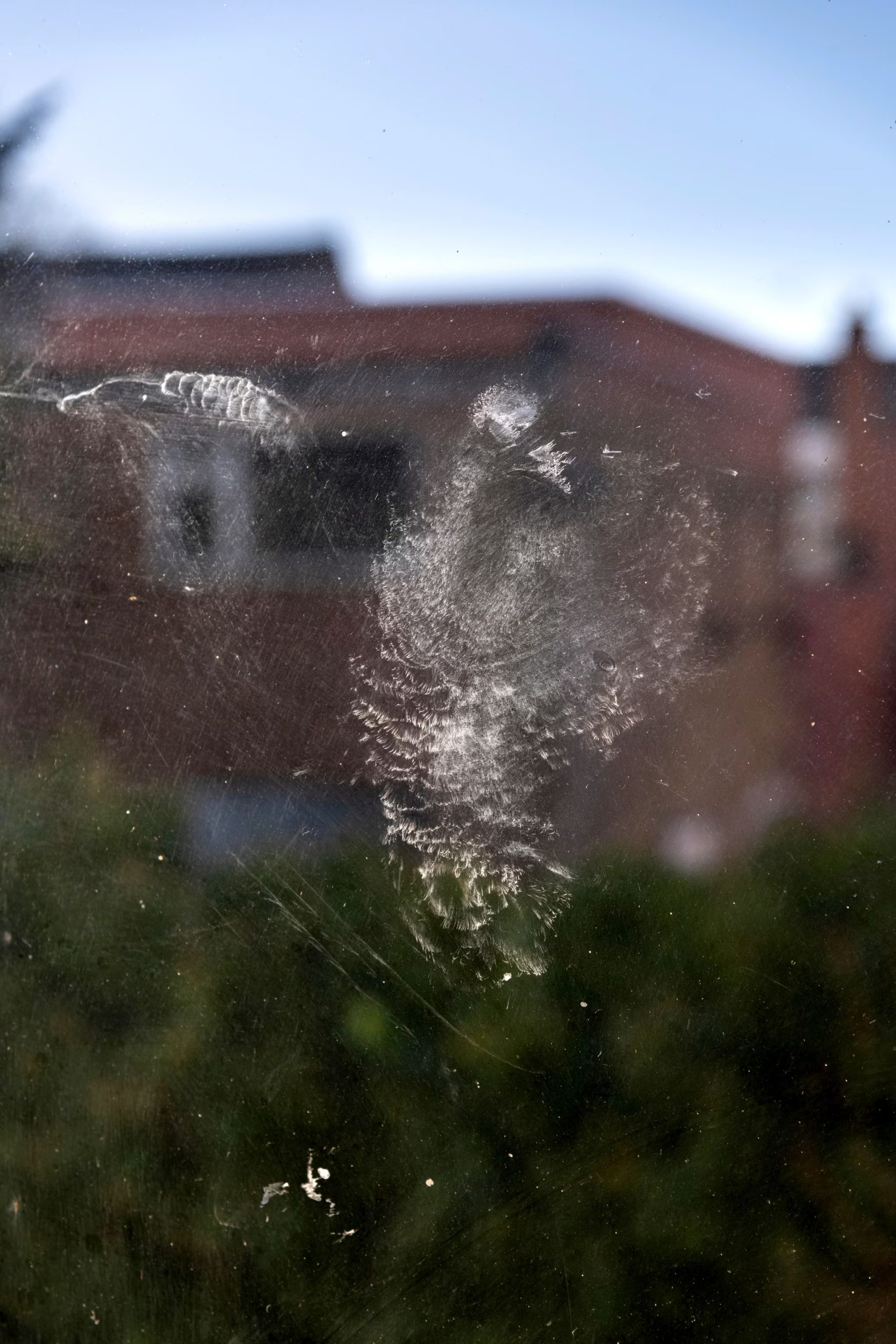 Bird Mark